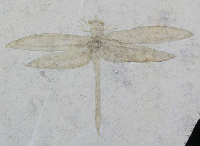 Fossil Dragonfly (Cymatophlebia) - Solnhofen Limestone #62853